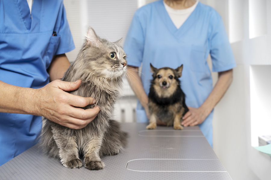 Clinica veterinaria Ostuni: scegli il meglio per il tuo amico a quattro zampe